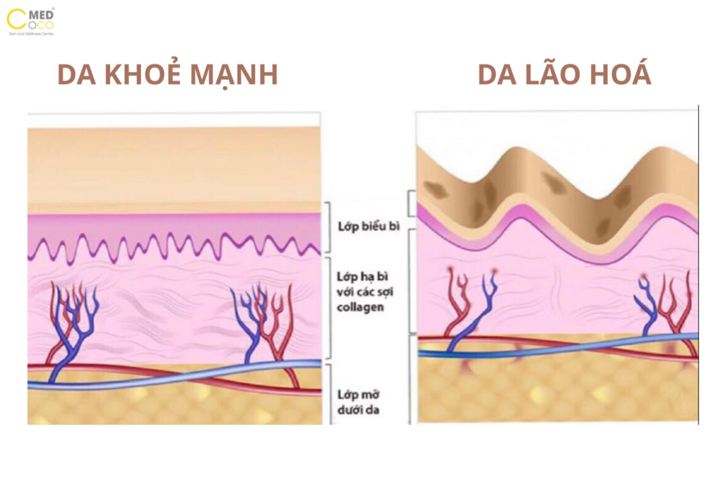 da-lao-hoa